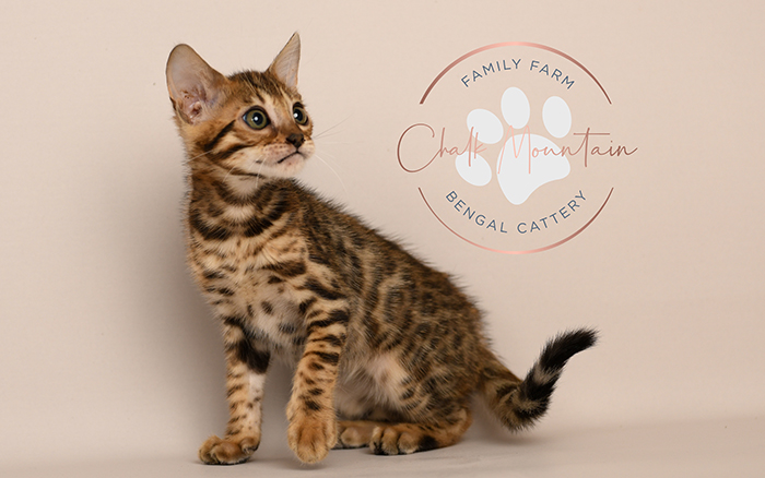 Bengal kitten for sale